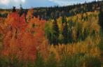 Cores e paisagens de Outono, no trecho americano da Alaska Highway